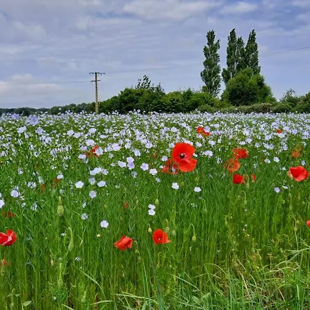 Holiday home Les Fleurs De Lin - Neuf Entre Etretat Et Veules Les Roses Avec Jardin Clos Et Parking *