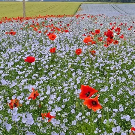 Les Fleurs De Lin - Neuf Entre Etretat Et Veules Les Roses Ouainville